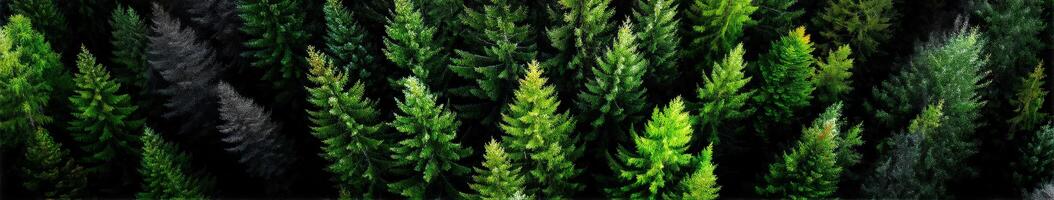 Lush green forest full of towering pine trees photo