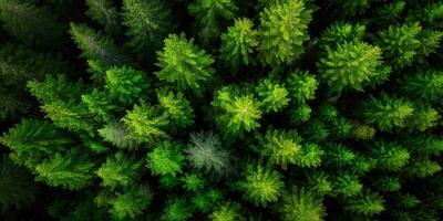 Lush green forest seen from above during daylight hours photo