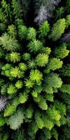 Vibrant green forest canopy from above photo