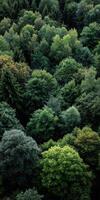 Lush forest canopy above vibrant green foliage photo