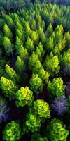 Aerial view of a lush green pine forest photo