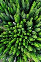 Lush green forest canopy from above during daytime photo