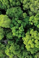 Lush greenery seen from above in a natural landscape photo