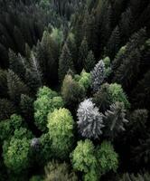 Vibrant, diverse foliage in a lush green forest photo