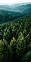 Lush evergreen forest stretches across rolling hills photo