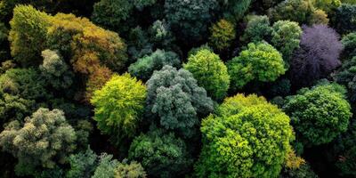 Vibrant green canopy of diverse woodland trees photo