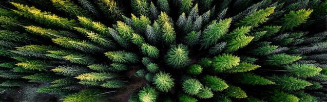Lush green forest captured from above during daytime photo
