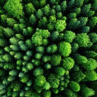 Lush green canopy seen from above in a dense forest photo