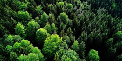 Lush green forest canopy viewed from above in nature photo