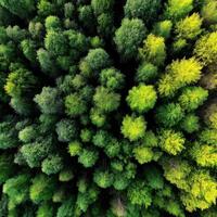 Vibrant greens of a lush forest canopy photo