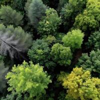 Lush green forest from above showcases nature's beauty photo