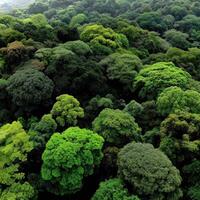Lush green landscape with a variety of tree canopies photo
