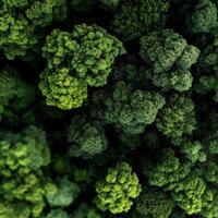 Lush green treetops viewed from above in daylight photo