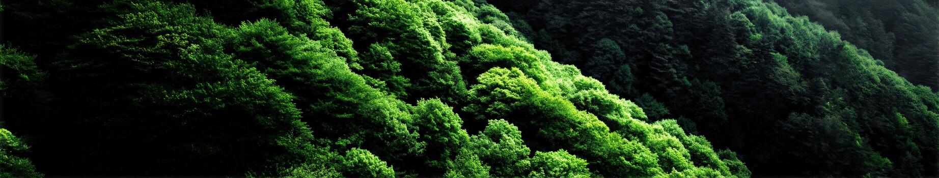 Lush green trees in a tranquil forest landscape photo