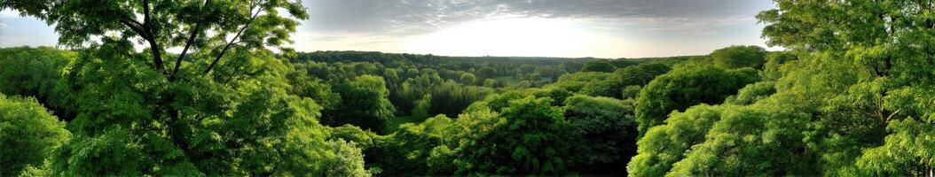 Lush green forest stretches under a cloudy sky photo