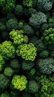 Lush green foliage covering a vast forest area photo