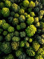 Bright green forest canopy seen from above photo