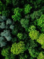 Lush green forest canopy from above in serene nature photo