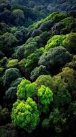 Lush green forest canopy thrives in vibrant sunlight photo
