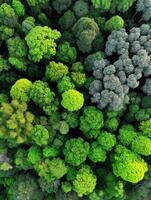Aerial view of lush green nature's beauty photo