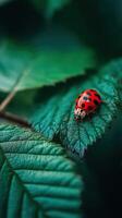 Vibrant ladybug resting on green leaves in nature photo