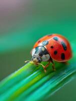 Close-up view of a ladybug on green grass photo