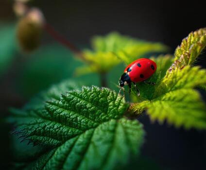 Ladybug exploring green leaves in a natural setting photo