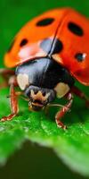 A ladybug with black spots on its back photo