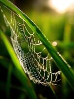 Dewy spider web glistening in morning light photo