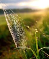 Dewy spider web beauty at sunrise photo