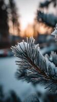 Frost-covered pine branch glistening at dawn photo