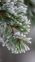 Frosted pine branches highlight winter beauty in nature photo
