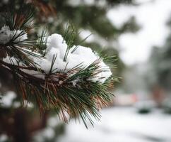 Snow-covered pine branch in winter forest landscape photo