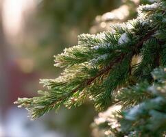 Frost-kissed pine branches glisten in winter sunlight photo