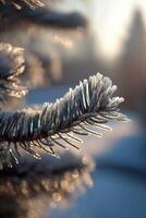 Frost-covered pine branch glistens in morning light photo