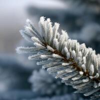 Frost-covered pine branch in winter landscape photo