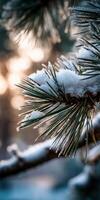 Snow-covered pine branches glisten in soft sunlight photo