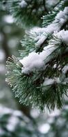 Snow gently blankets evergreen branches in winter photo