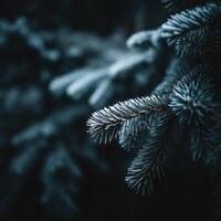 Snow-covered pine needles glisten in the forest photo