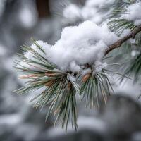 Snow-covered pine branch in a winter landscape photo