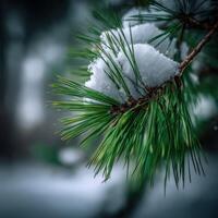 Snow resting on green pine branches in winter photo