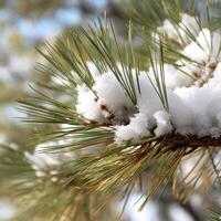 Snow-covered pine branches in winter landscape photo