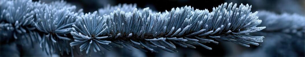 Frost-covered pine branch glistens in winter light photo