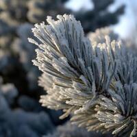 Snow-covered pine branches glimmering in sunlight photo
