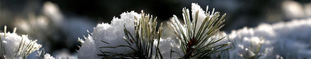 Snow-covered pine branches glisten in morning light photo