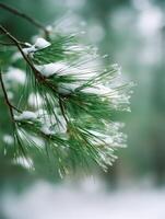 Snow-covered pine branches in tranquil forest photo