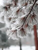Frosted pine branches glisten in winter's chill photo