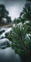 Snow-covered pine branches in a winter forest photo