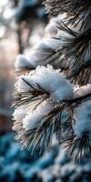 Winter snow covers pine branches in serene landscape photo