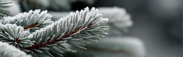 Frosty pines create a serene winter scene photo